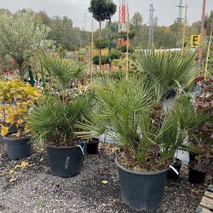 Palmička nízka (Chamaerops Humilis) - výška kmeňa 35-65 cm, celková výška 120-150 cm (-14°C) 